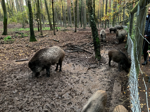 Wildschweingehege