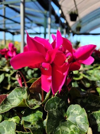 Plant Nursery «HOUSTON PLANTS & GARDEN WORLD», reviews and photos, 16726 North Fwy, Houston, TX 77090, USA