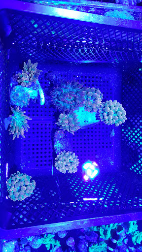 Tropical Fish Store «Blue Seas Aquariums», reviews and photos, 2750 N University Dr, Sunrise, FL 33322, USA