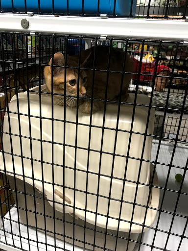 Pet Supply Store «Pet Supermarket, Inc.», reviews and photos, 1052 Peachtree Industrial Blvd, Suwanee, GA 30024, USA