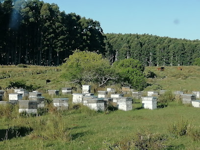 Uruguayan Honey - Pueblo Apícola ' Beekeeper Town'