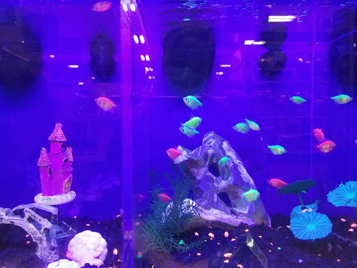 Pet Supply Store «PetSmart», reviews and photos, 7765 Airport Blvd #901, Mobile, AL 36608, USA