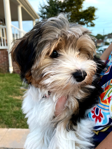 Pet Store «Puppy Palace», reviews and photos, 1250 US-130, Trenton, NJ 08638, USA