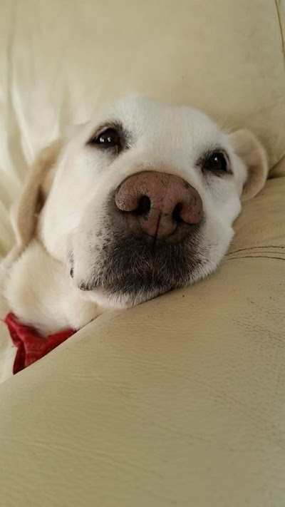 veterinary-care