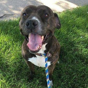 Animal Shelter «South Suburban Humane Society», reviews and photos