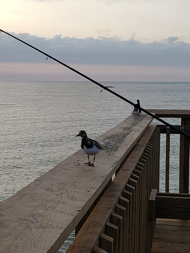 Fishing Pier «Springmaid Pier», reviews and photos, 3200 S Ocean Blvd, Myrtle Beach, SC 29577, USA