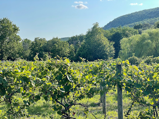 Winery «Palaia Winery», reviews and photos, 10 Sweet Clover Rd, Highland Mills, NY 10930, USA