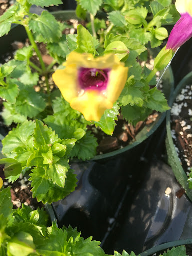 Garden Center «Lake Anna Nursery», reviews and photos, 71 Oak Grove Dr, Mineral, VA 23117, USA