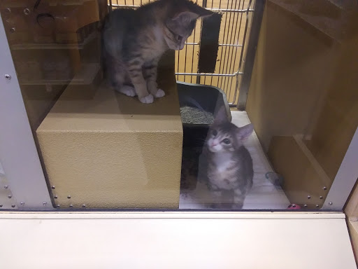 Pet Supply Store «PetSmart», reviews and photos, 1700 Norman Dr #200, Valdosta, GA 31601, USA