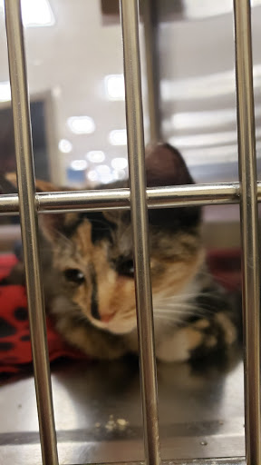 Pet Supply Store «PetSmart», reviews and photos, 26063 Great Northern Shop Center, North Olmsted, OH 44070, USA