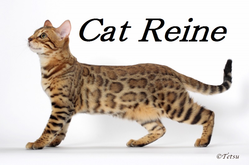 Cat Reine