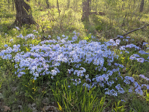 Nature Preserve «Captain Daniel Wright Woods Forest Preserve», reviews and photos, 24830 N St Marys Rd, Mettawa, IL 60045, USA