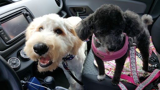 Pet Store «Olde Dogge Inn», reviews and photos, 14472 Ridge Rd W, Albion, NY 14411, USA