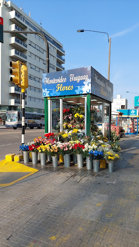 Montevideo Uruguay Flores