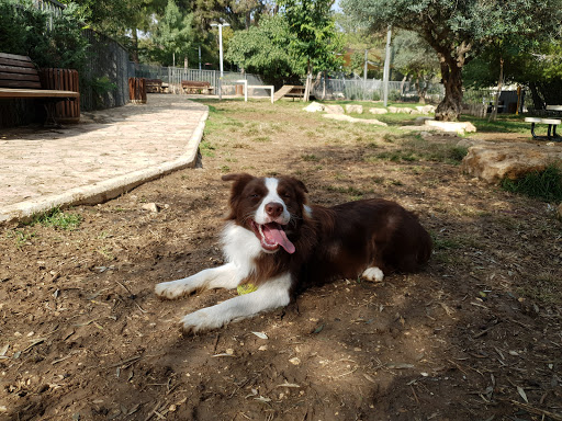 Dog Park - San Simon