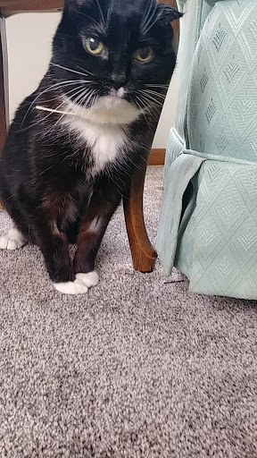 Pet Supply Store «PetSmart», reviews and photos, 320 W Town Square Way, Oak Creek, WI 53154, USA