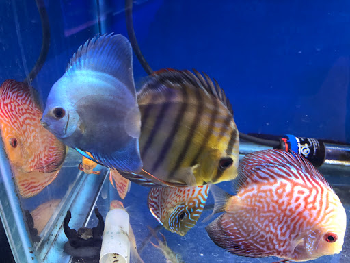 Pet Store «Aqua Workz Aquarium», reviews and photos, 8125 Belvedere Ave, Sacramento, CA 95826, USA