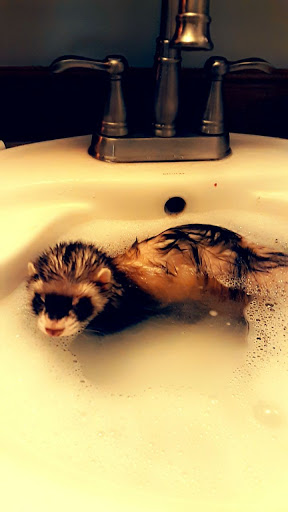 Pet Supply Store «Petco Animal Supplies», reviews and photos, 280 Kensington Blvd, Slidell, LA 70458, USA