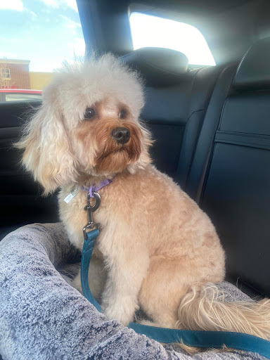 Pet Supply Store «PetSmart», reviews and photos, 9887 76th St, Pleasant Prairie, WI 53158, USA