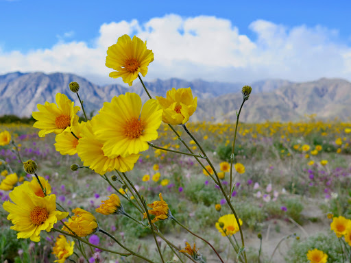 Anza-Borrego Desert State Park Visitor Center image