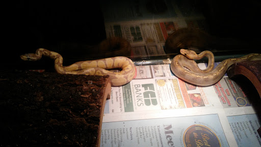 Pet Store «World Wide Pets», reviews and photos, 1307 Fayetteville Rd, Van Buren, AR 72956, USA