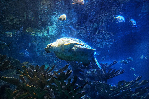 Aquarium «New England Aquarium», reviews and photos, 1 Central Wharf, Boston, MA 02110, USA