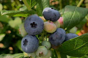 C N Smith Farm image