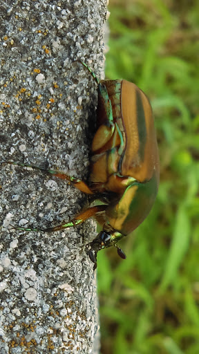 Tourist Attraction «Beale Street Landing», reviews and photos, 251 Riverside Dr, Memphis, TN 38103, USA