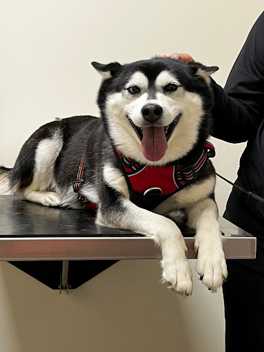 All Dogs Society image