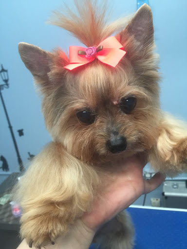 Pet Store «Doggy Dog World Inc», reviews and photos, 2552 Coney Island Ave, Brooklyn, NY 11223, USA