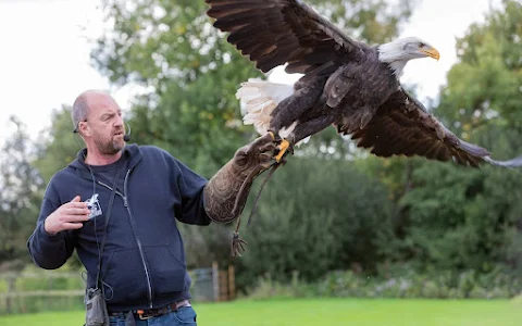 Gauntlet Birds of Prey – Eagle & Vulture Park, Knutsford image