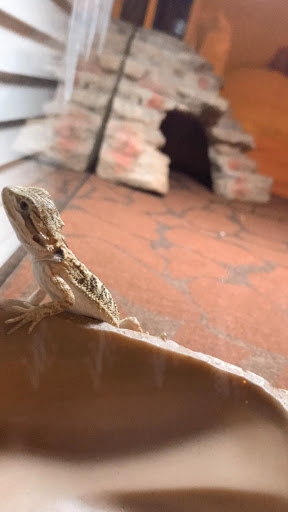 Pet Supply Store «PetSmart», reviews and photos, 8204 Leesburg Pike, Vienna, VA 22182, USA