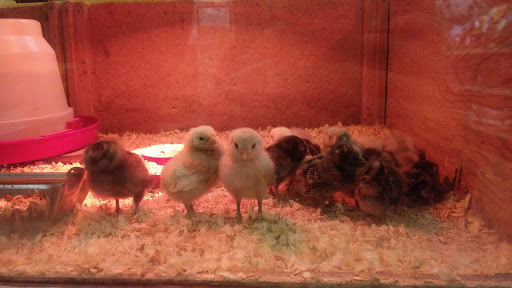 Animal Feed Store «Burns Feed Store», reviews and photos, 29215 SE Orient Dr, Gresham, OR 97080, USA