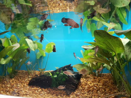 Pet Supply Store «Pet Supermarket», reviews and photos, 1125 Royal Palm Beach Blvd, Royal Palm Beach, FL 33411, USA