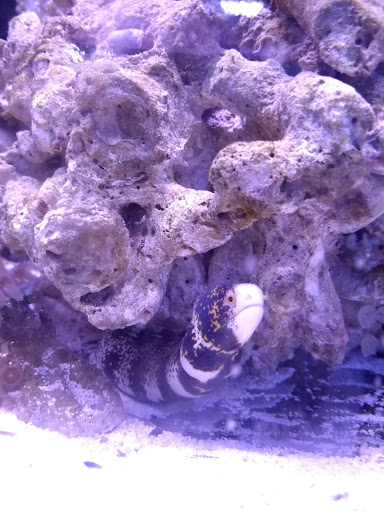 Tropical Fish Store «Classic City Aquariums», reviews and photos, 1260 Mars Hill Rd, Watkinsville, GA 30677, USA