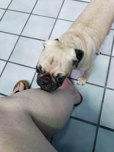 Pet Store «Pet-Go-Round», reviews and photos, 4554 VA-225, Virginia Beach, VA 23462, USA