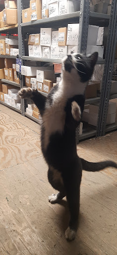 Auto Parts Store «Wilson Auto Parts», reviews and photos, 494 Valley Rd, West Orange, NJ 07052, USA