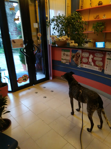 Pensioni per cani e dog hotel a Clinica Veterinaria Strada Ovest