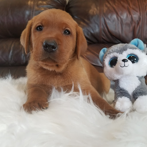 Brandywine Labradors