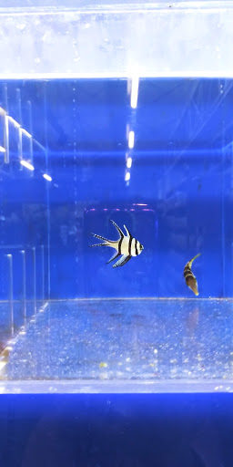 Pet Store «The Pet Zone», reviews and photos, 20 W Oak St, Pittston, PA 18640, USA