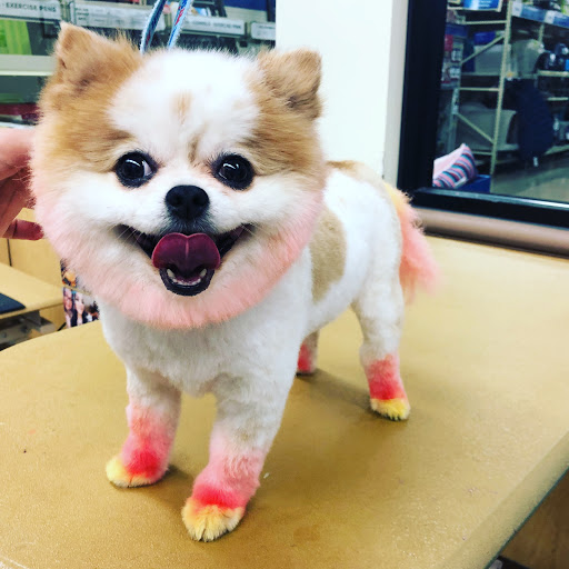 Pet Supply Store «PetSmart», reviews and photos, 2101 Elmwood Ave, Buffalo, NY 14207, USA