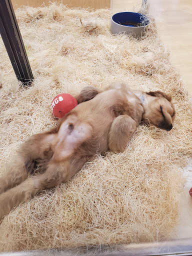 Pet Store «Perfect Pets», reviews and photos, 6840 S University Blvd #410, Centennial, CO 80122, USA