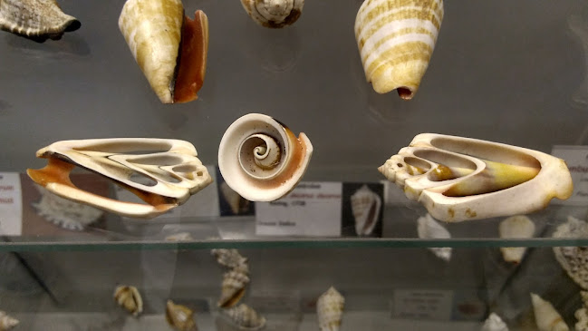 Opiniones de Museo del Mar de Arica en Arica - Museo