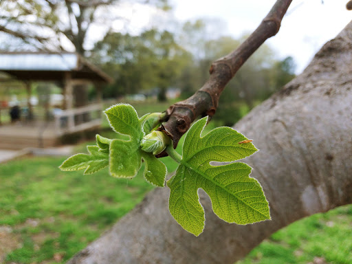 Winery «Treehouse Vineyards», reviews and photos, 301 Bay St, Monroe, NC 28112, USA