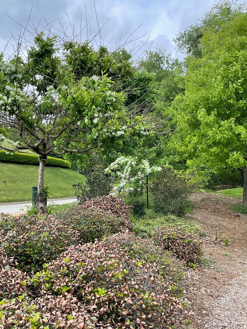 Woodland Garden