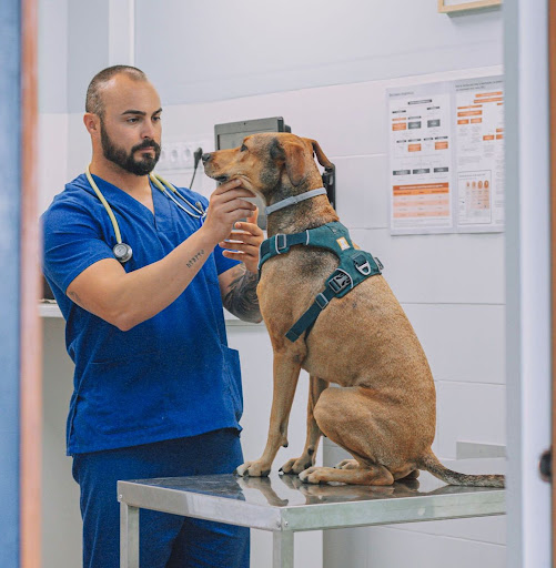 Hospitales y veterinarios de urgencia en Ribarroja de Turia de 2024