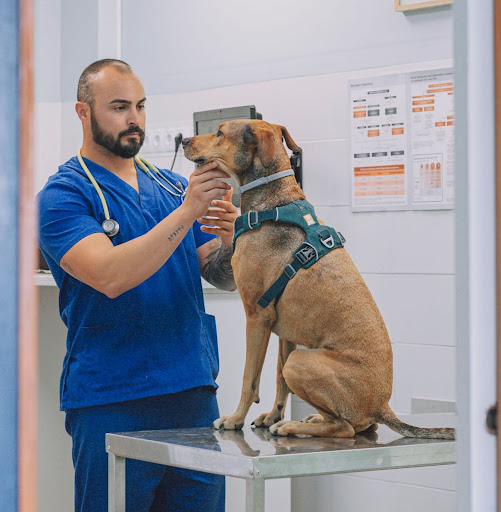 Centro Veterinario Mandor En L'eliana en L'Eliana