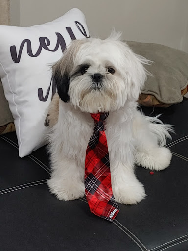 Pet Supply Store «PetSmart», reviews and photos, 5650 Mercury Dr, Dearborn, MI 48126, USA