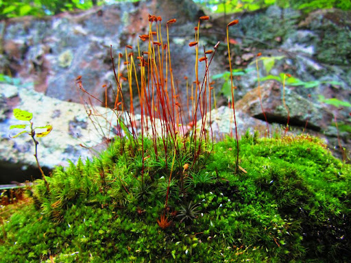 Park «Lykens Glen Park», reviews and photos, 706 Park View Rd, Lykens, PA 17048, USA