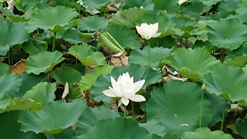 花葉の池